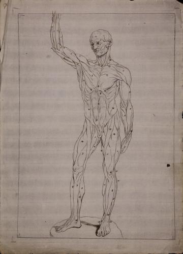 Estudio anatómico anterior de la musculatura de una figura masculina