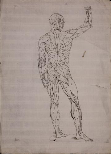 Estudio anatómico posterior de la musculatura de una figura masculina