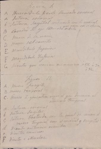 Estudio frontal del cráneo