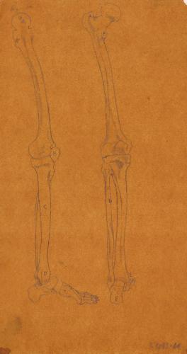 Estudio lateral y posterior de los huesos de la pierna