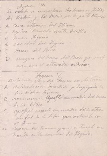 Estudio de los huesos de la pierna
