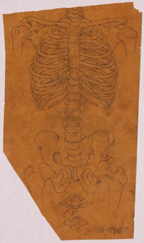 Estudio osteológico frontal del tronco