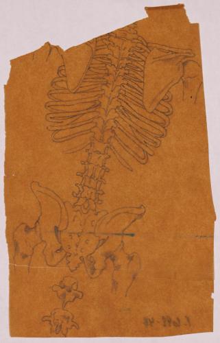 Estudio osteológico posterior del tronco