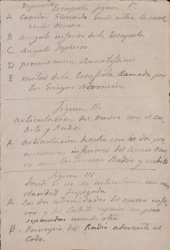 Estudio de la escápula, articulación del húmero, cúbito y radio y vista interna y externa de los huesos de la mano izquierda