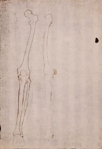 Estudio lateral y frontal de la huesos de la pierna derecha