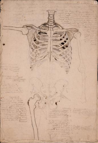 Estudio frontal del tronco