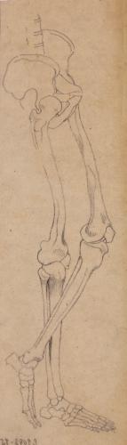 Estudio de los huesos de las piernas