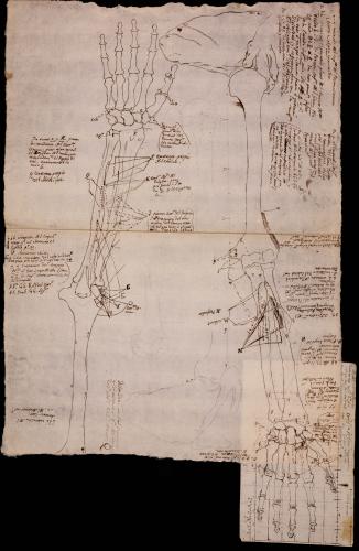 Estudio completo de los huesos del brazo