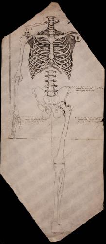 Estudio frontal del esqueleto