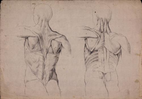 Estudio de los músculos de la espalda