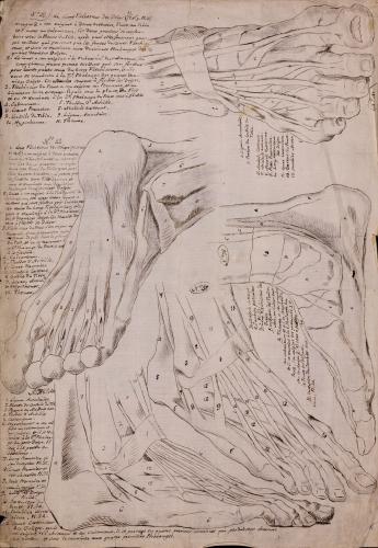 Estudio frontal, lateral y posterior de los músculos, tendones y ligamentos de los pies