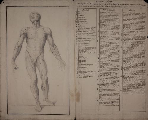 Estudio frontal anatómico masculino de músculos, ligamentos y tendones