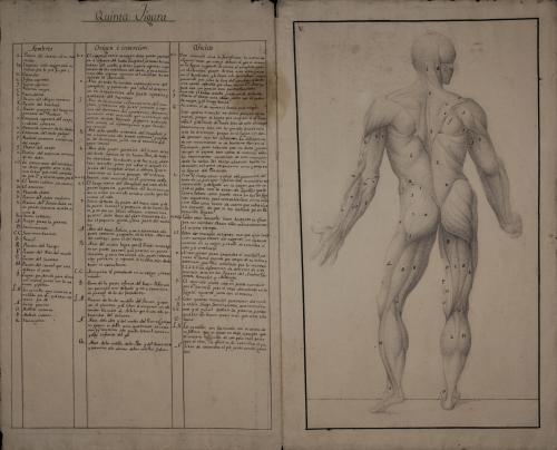 Estudio anatómico masculino de músculos, tendones y ligamentos de espaldas