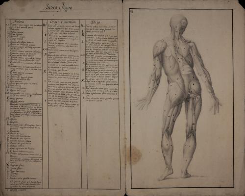 Estudio anatómico masculino de músculos, tendones y ligamentos de espaldas