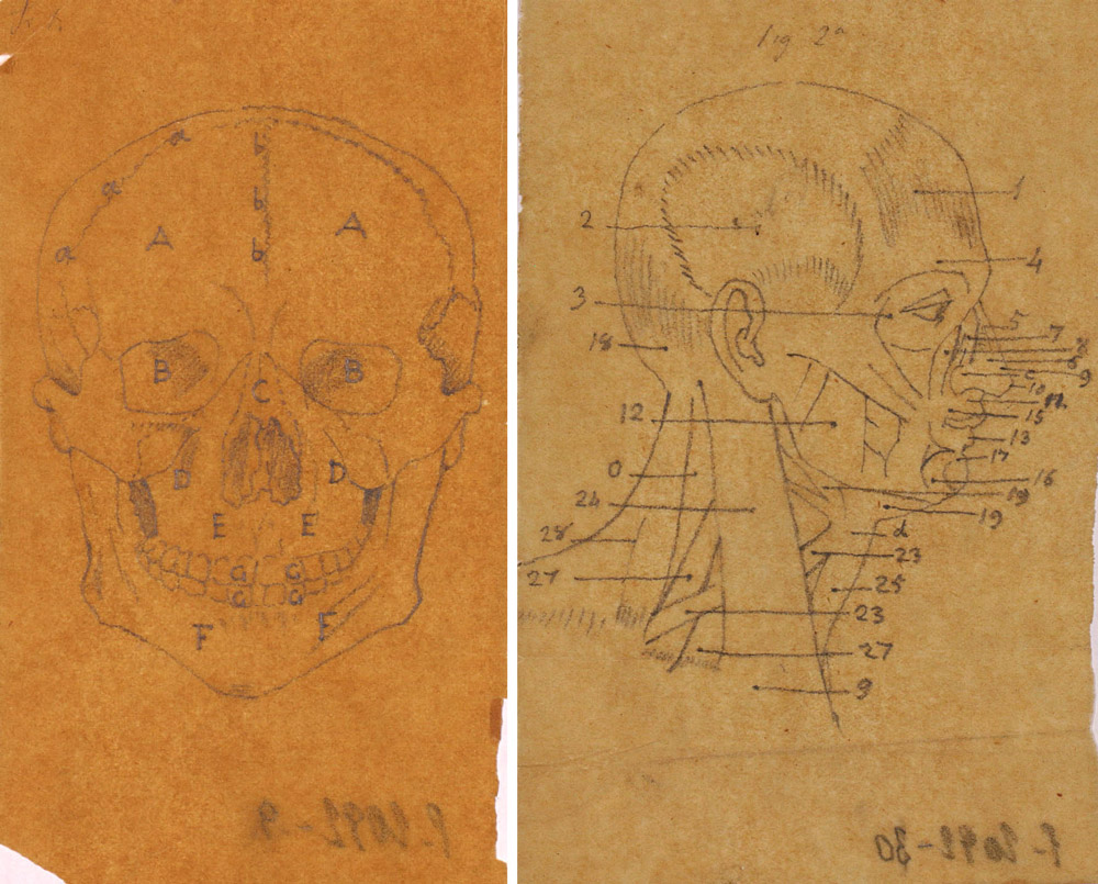 Dibujos de anatomía de Ponciano Ponzano