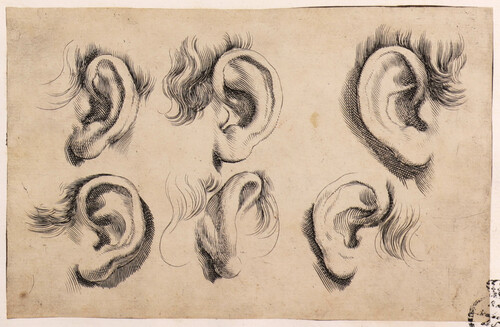 Estudio de orejas