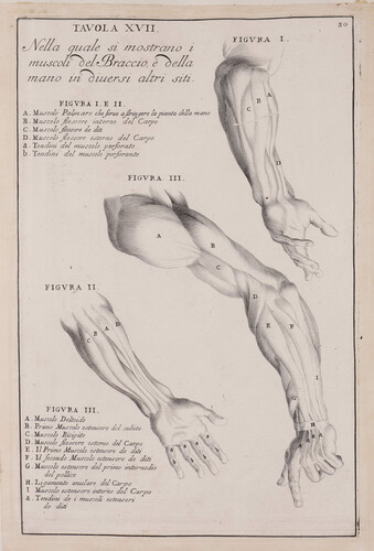 Tavola XVII