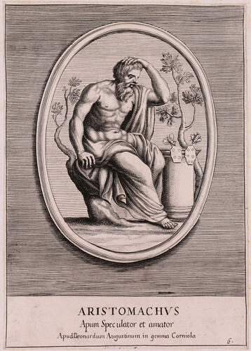 Aristomachus apum speculator et amator