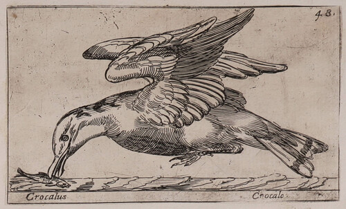 Crocalus / Crocalo