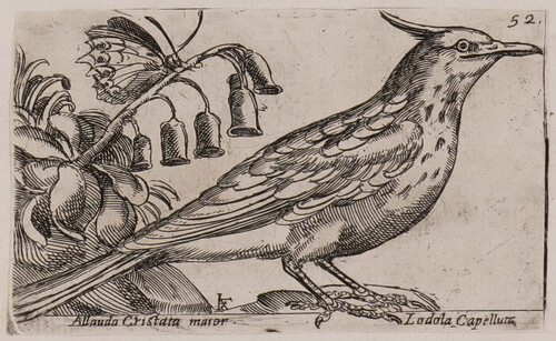 Allauda Cristata maior / Lodolo Capelluta