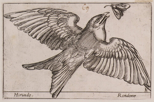 Hirundo / Rondone