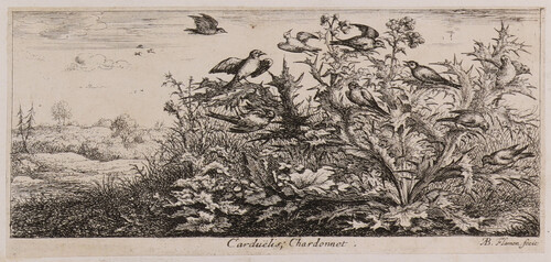 Carduëlis; Chardonnet