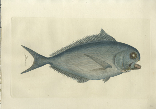 Palometa