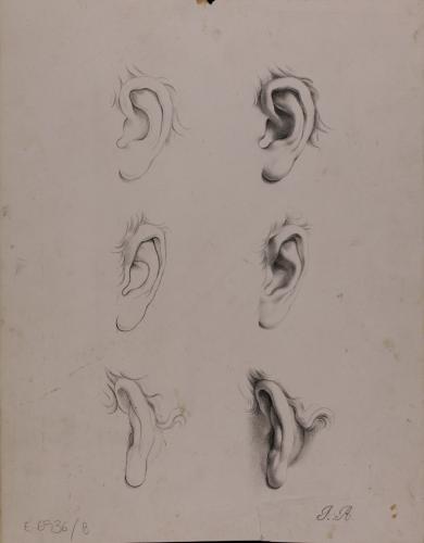 Estudio de oreja izquiera nº13