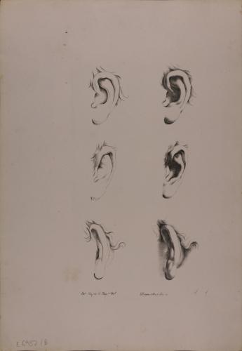 Estudio de oreja izquiera nº13