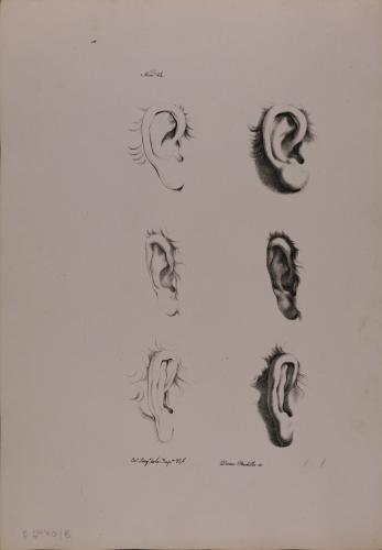Estudio de la oreja derecha nº14