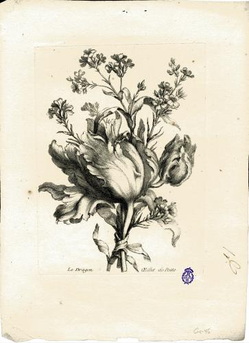 Le Dragon OEillet de Poëte ; Jacinthe et Grenadille ; Choux de Suede ; Champignons d'Angleterre ; Semy doubles et Bruyere