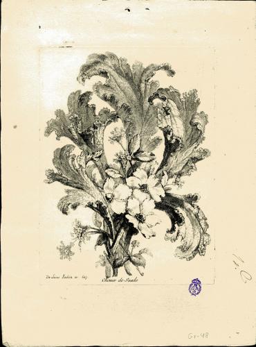 Le Dragon OEillet de Poëte ; Jacinthe et Grenadille ; Choux de Suede ; Champignons d'Angleterre ; Semy doubles et Bruyere