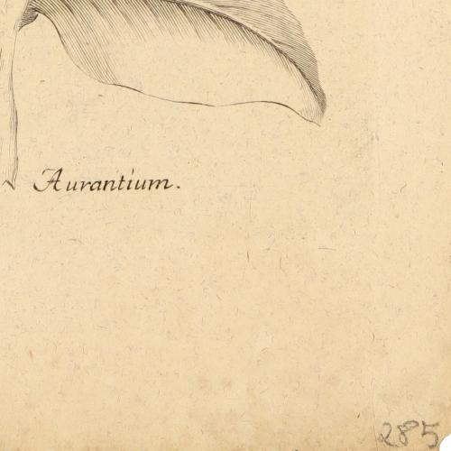 Citrus Aurantium
