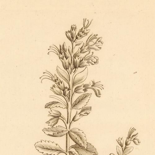 Teucrium Flavum