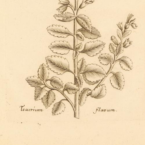 Teucrium Flavum