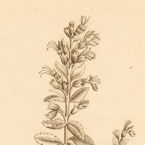 Teucrium Flavum