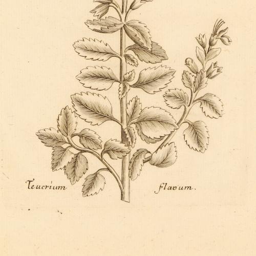 Teucrium Flavum