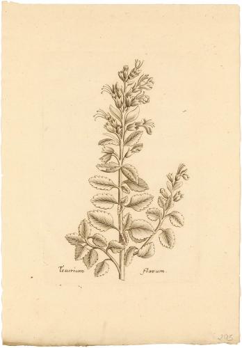 Teucrium Flavum