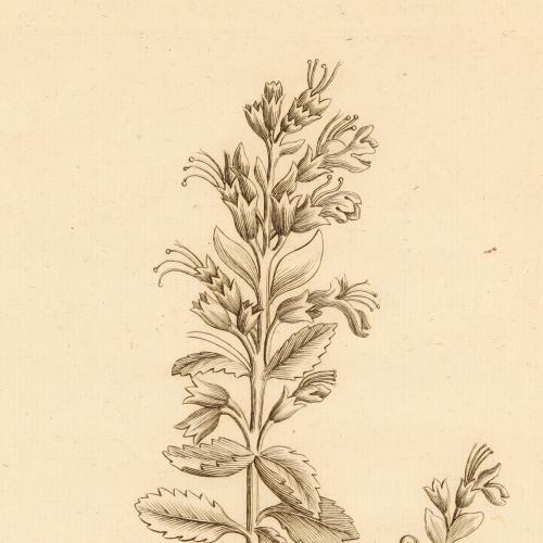 Teucrium Flavum