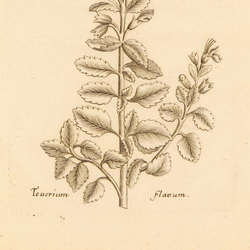 Teucrium Flavum