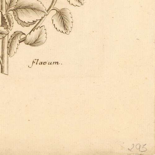 Teucrium Flavum