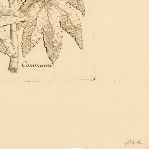 Ricinus Communis