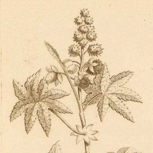 Ricinus Communis