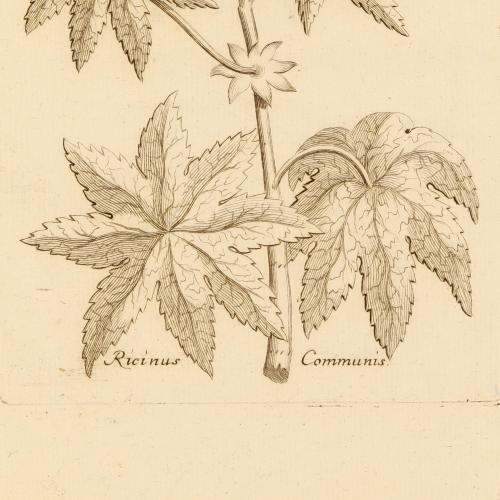 Ricinus Communis