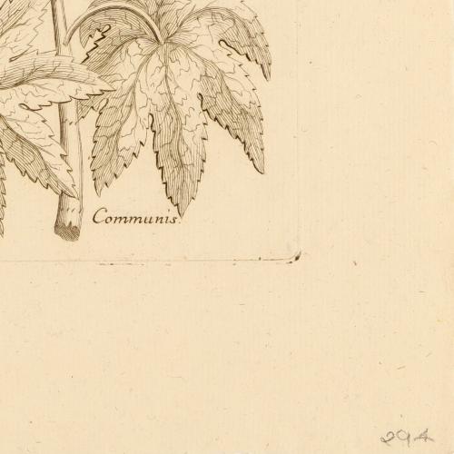Ricinus Communis