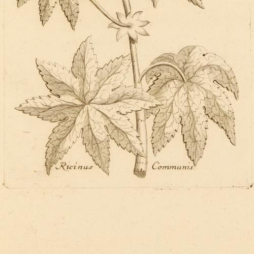 Ricinus Communis