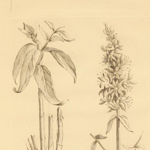 Lithrum Salicaria