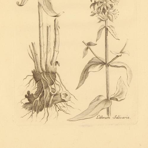Lithrum Salicaria