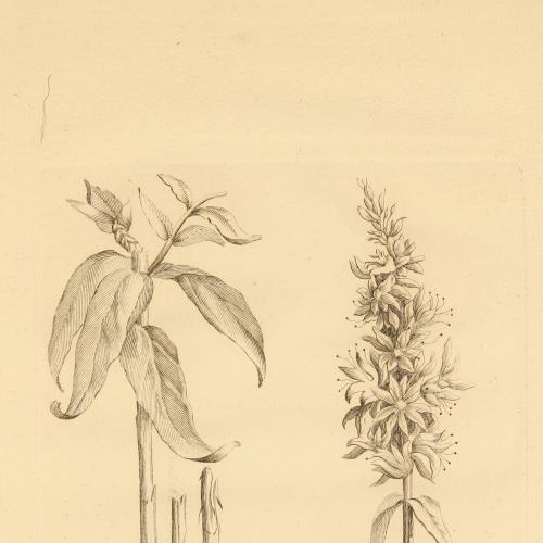 Lithrum Salicaria (en sepia)