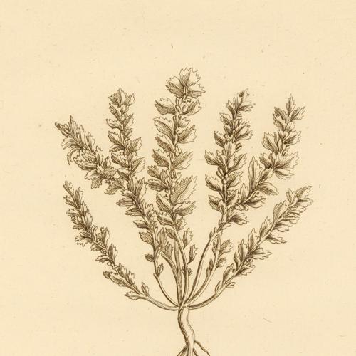 Veronica Arvensis